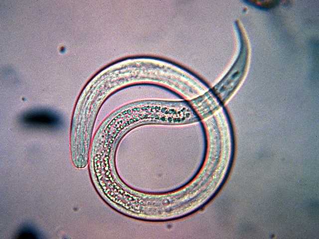 Intestinal Threadworm Troccap